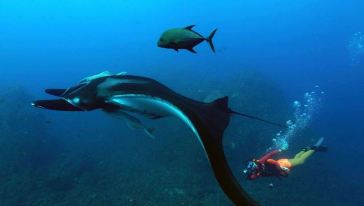 【进阶版】帕劳进阶开放水域潜水员课程(AOW