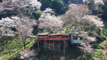奈良包车赏樱一日游(大阪出发 日语司机优质服