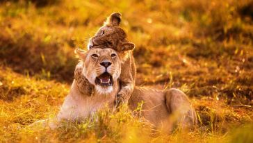 【携程攻略】张家口北京八达岭长城+八达岭野