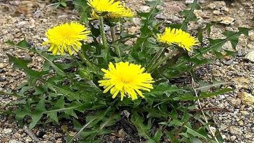 来自大草原的伴手礼】呼伦贝尔野生蒲公英茶呼