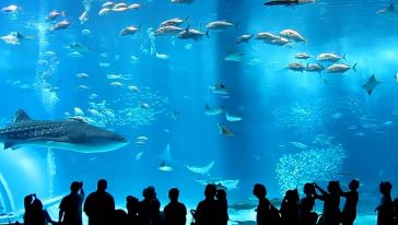 世界上著名的水族馆 CggYslcHSHGAQpY3AAE27bB6lbo334_C_364_206.jpg