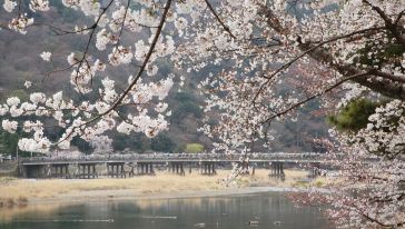 【京都经典路线】世界遗产金阁寺清水寺+岚山