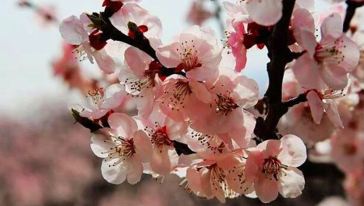 乌鲁木齐市+吐鲁番博物馆+亚尔镇杏花+库木塔