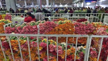 斗南花市