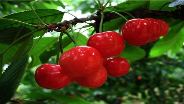 重庆璧山凤凰花海+云雾山樱桃采摘一日游线路