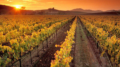 葡萄酒十大出名产地