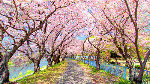 【北国之春·北海道赏樱】日本6天5晚·札幌