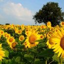 圣克里斯廷娜吉尔希农庄酒店预订及价格查询【