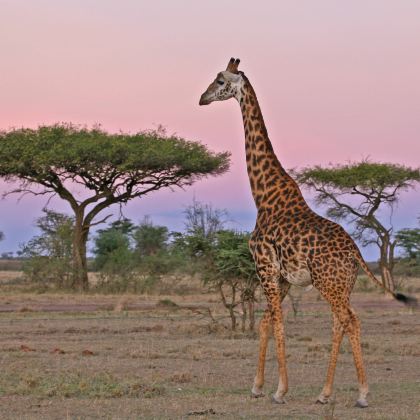 肯尼亚内罗毕+安博塞利国家公园+奈瓦沙湖+纳库鲁湖国家公园+马赛马拉国家保护区+东非大裂谷观景点+肯尼亚山10日9晚跟团游 肯尼亚内罗毕+安博塞利国家公园+奈瓦沙湖+纳库鲁湖国家公园+马赛马拉国家保护区+东非大裂谷观景点+肯尼亚山10日9晚跟团游