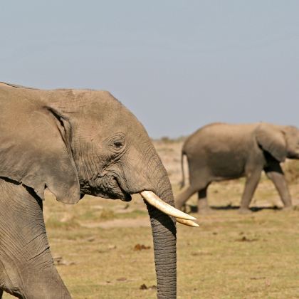 肯尼亚内罗毕+地狱之门国家公园+马赛马拉国家保护区9日8晚自由行 肯尼亚内罗毕+地狱之门国家公园+马赛马拉国家保护区9日8晚自由行