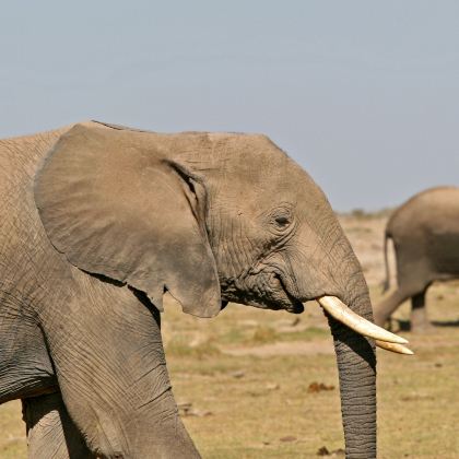 肯尼亚内罗毕+地狱之门国家公园+马赛马拉国家保护区9日8晚自由行 肯尼亚内罗毕+地狱之门国家公园+马赛马拉国家保护区9日8晚自由行