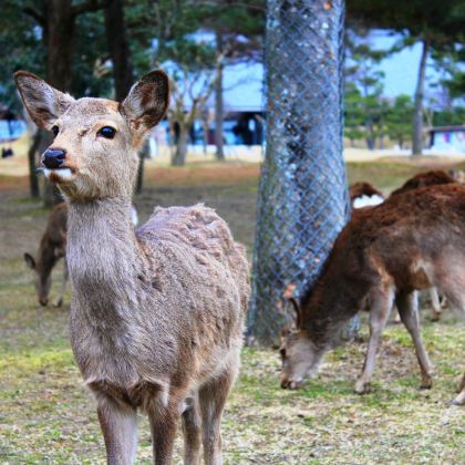 日本东京+富士山+京都+大阪7日6晚拼小团 日本东京+富士山+京都+大阪7日6晚拼小团