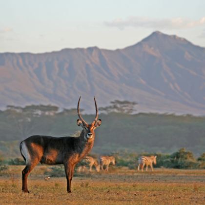 肯尼亚内罗毕+安博塞利国家公园+奈瓦沙湖+纳库鲁湖国家公园+马赛马拉国家保护区+东非大裂谷观景点+肯尼亚山10日9晚跟团游 肯尼亚内罗毕+安博塞利国家公园+奈瓦沙湖+纳库鲁湖国家公园+马赛马拉国家保护区+东非大裂谷观景点+肯尼亚山10日9晚跟团游