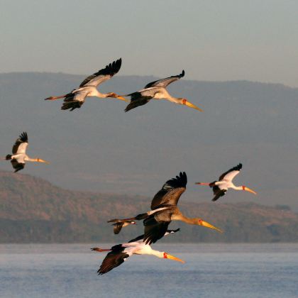 肯尼亚内罗毕+桑布鲁+地狱之门国家公园+马赛马拉国家保护区9日8晚拼小团 肯尼亚内罗毕+桑布鲁+地狱之门国家公园+马赛马拉国家保护区9日8晚拼小团