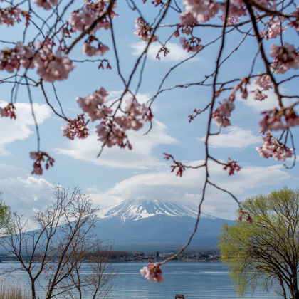 日本河口湖+富士山+新仓山浅间公园一日游