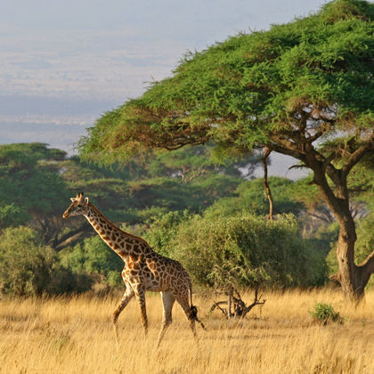 肯尼亚安波塞利国家公园+长颈鹿中心二日游