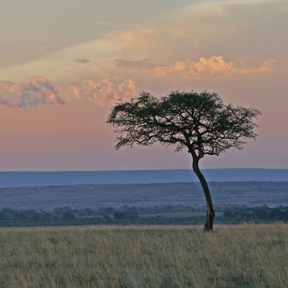 肯尼亚内罗毕+马赛马拉国家保护区二日游