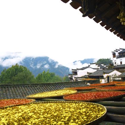 西递+宏村景区+千岛湖景区+婺源篁岭5日4晚私家团