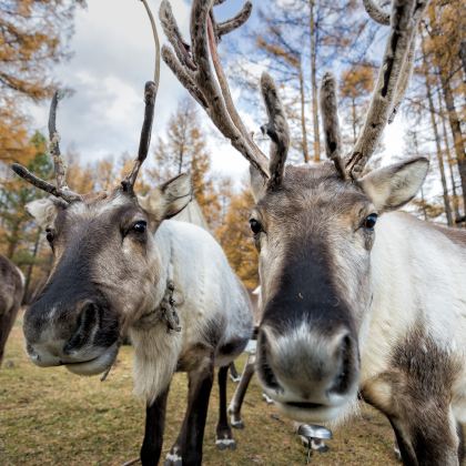 俄罗斯莫斯科+圣彼得堡+摩尔曼斯克10日跟团游 俄罗斯莫斯科+圣彼得堡+摩尔曼斯克10日跟团游