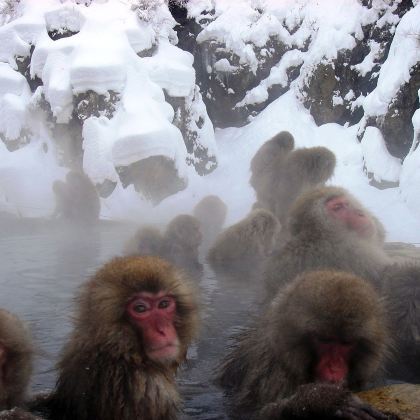 日本+地狱谷野猿公苑+户隐神社一日游【猕猴泡温泉&冬季】 日本+地狱谷野猿公苑+户隐神社一日游【猕猴泡温泉&冬季】