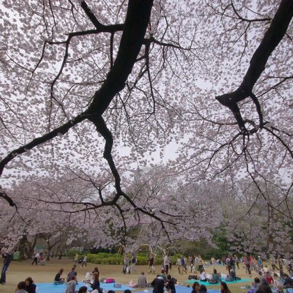 日本东京新宿御苑+小江户川越+足利花卉公园一日游