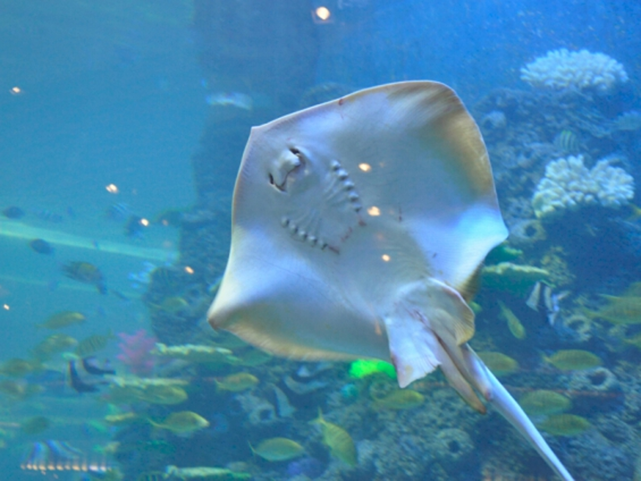 厦门+鼓浪屿4日3晚跟团游(4钻)·主题乐园+海洋自助餐厅 冰雪世界-【携程旅游】