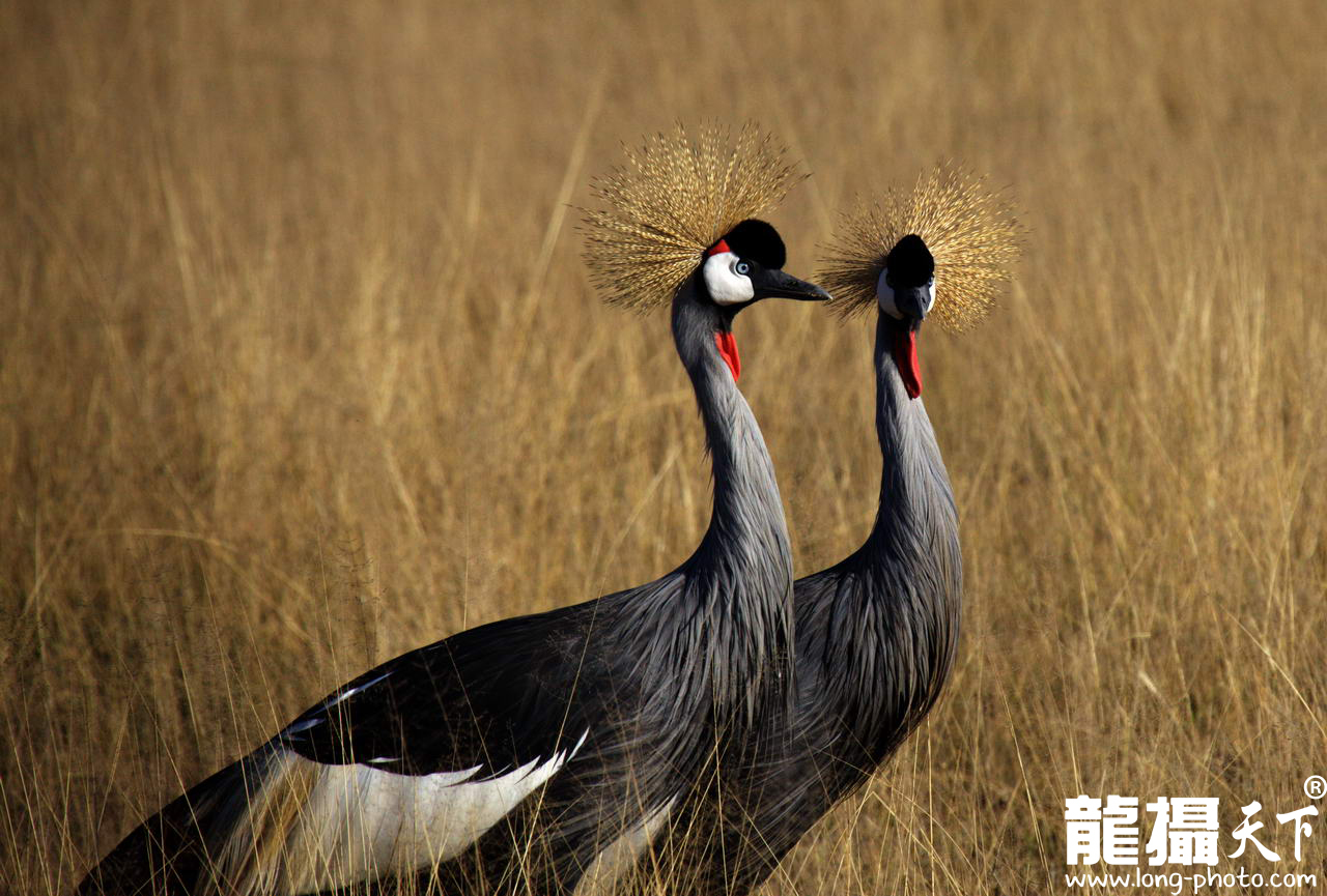 【携程攻略】上海到肯尼亚旅游报价,上海到肯