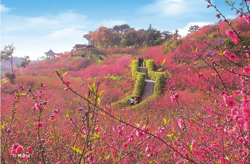 碧桂园高明凤凰酒店(佛山高明碧桂园凤凰酒店