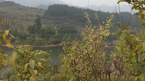 重庆北碚静观一日游 (赏腊梅 体验大众温泉)