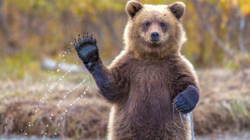 美国+阿拉斯加+安克雷奇+加拿大温哥华+班夫