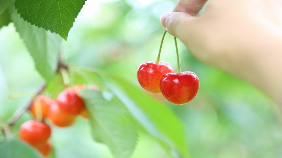 行程还可以,就是导游,赏花游·名古屋+日本大