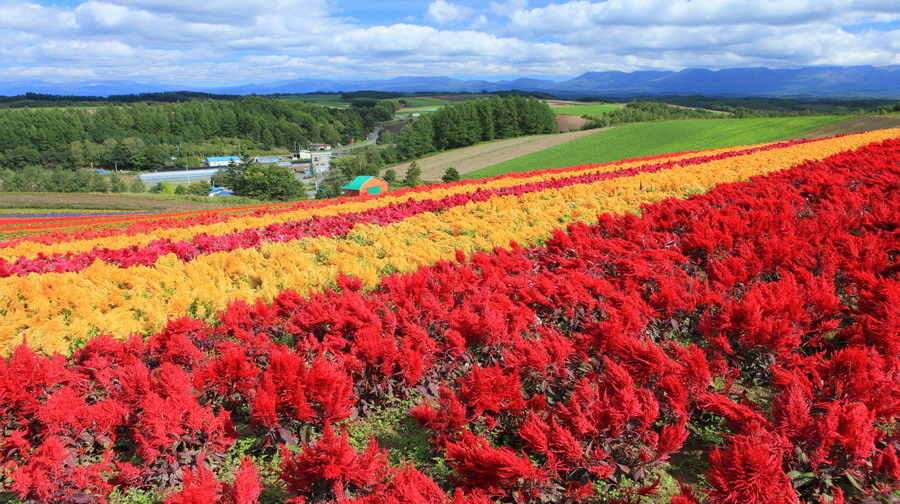 携程办签证的进度慢,,日本北海道6日跟团游(4钻