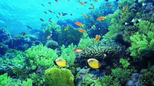 泰国普吉岛6日跟团游(4钻)·无自费 蓝钻岛 蓝