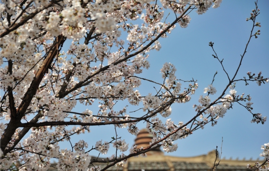 【携程攻略】苏州到武汉旅游报价,苏州到武汉