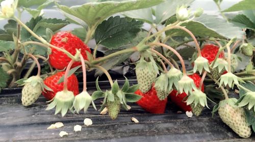 重庆白市驿草莓园+巴渝风情园一日游 (采果季