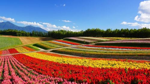 赏花游·日本北海道5日公司旅游(4钻)·熏衣草