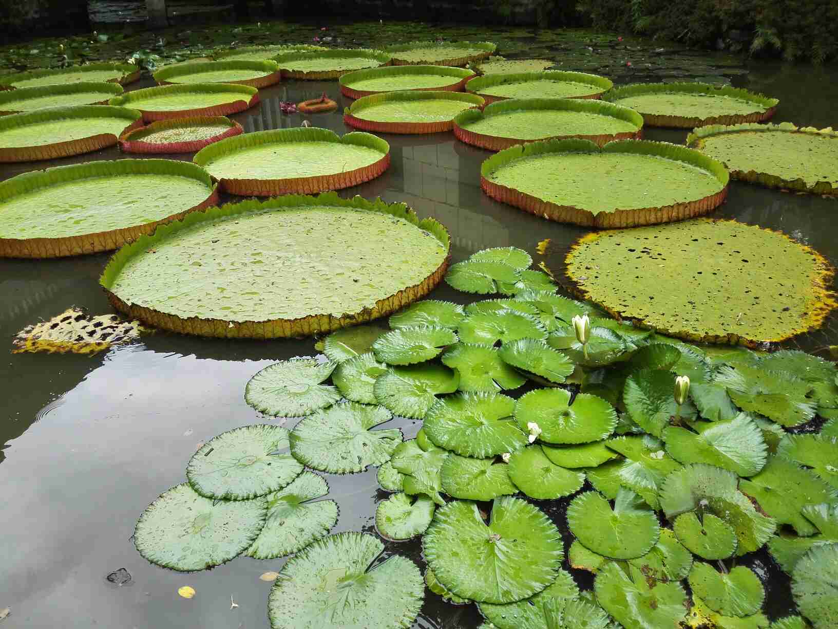 西双版纳旅游怎么样,西双版纳旅游好玩吗