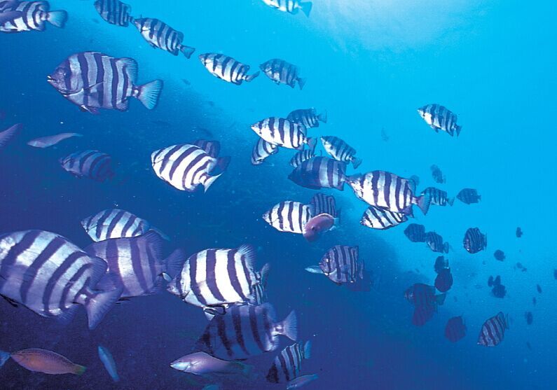 韩国济州岛6日5晚自由行·直飞含税机票·赠