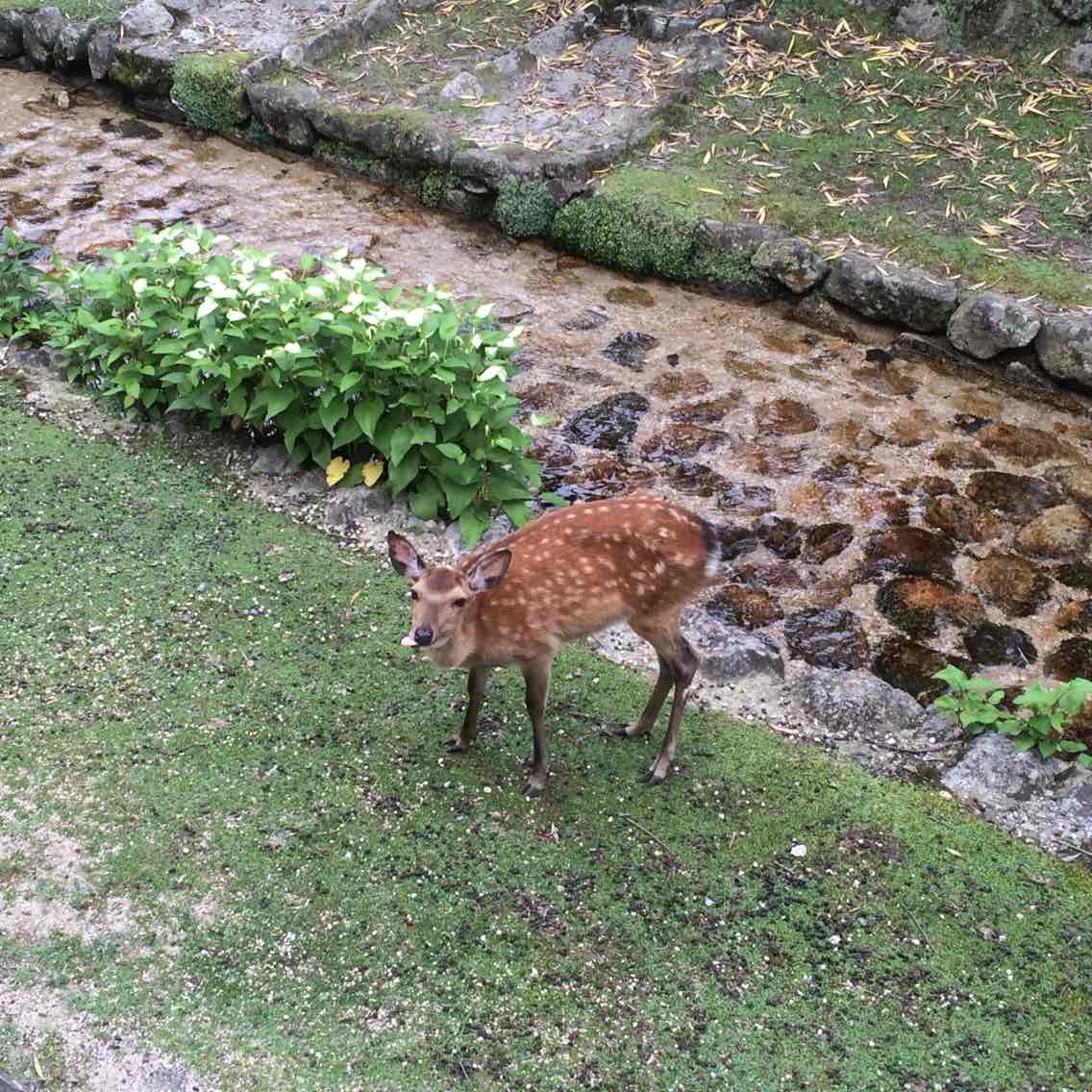 神户旅游怎么样,神户旅游好玩吗