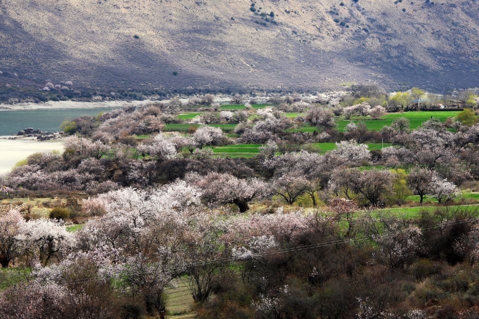 拉萨旅游线路攻略_郑州到拉萨自助游_自由行