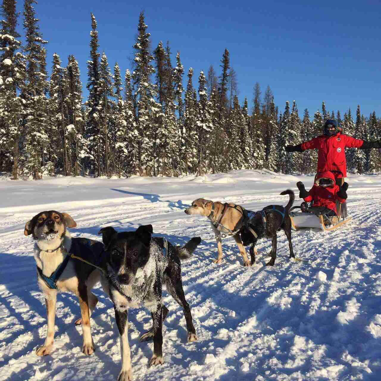 加拿大4日3晚半自助游·黄刀镇\/极光\/冰钓\/狗拉雪橇-【携程旅游】