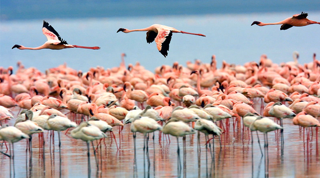 2016年度肯尼亚国际青年义工项目12天