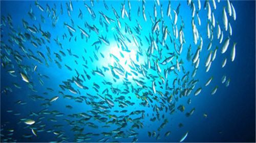 潜水·普吉斯米兰群岛浮潜两日游 泰国最优良