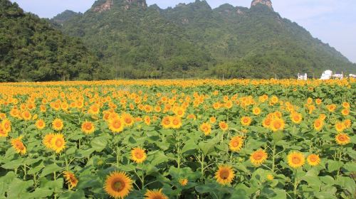 九华山+休宁2日1晚跟团游(3钻)·九华大佛 枧