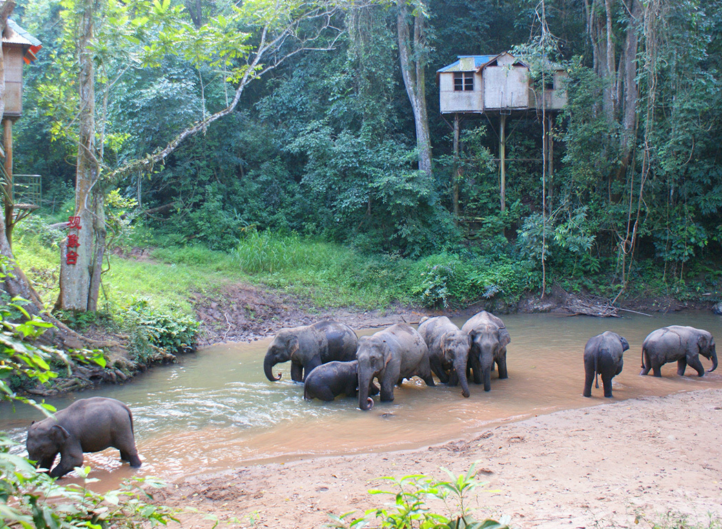 乐园游·昆明+西双版纳+石林+普洱+野象谷6日5晚跟团游·宿小熊猫庄园&amp;高端亲子主题度假&amp;特卖汇-【携程旅游】