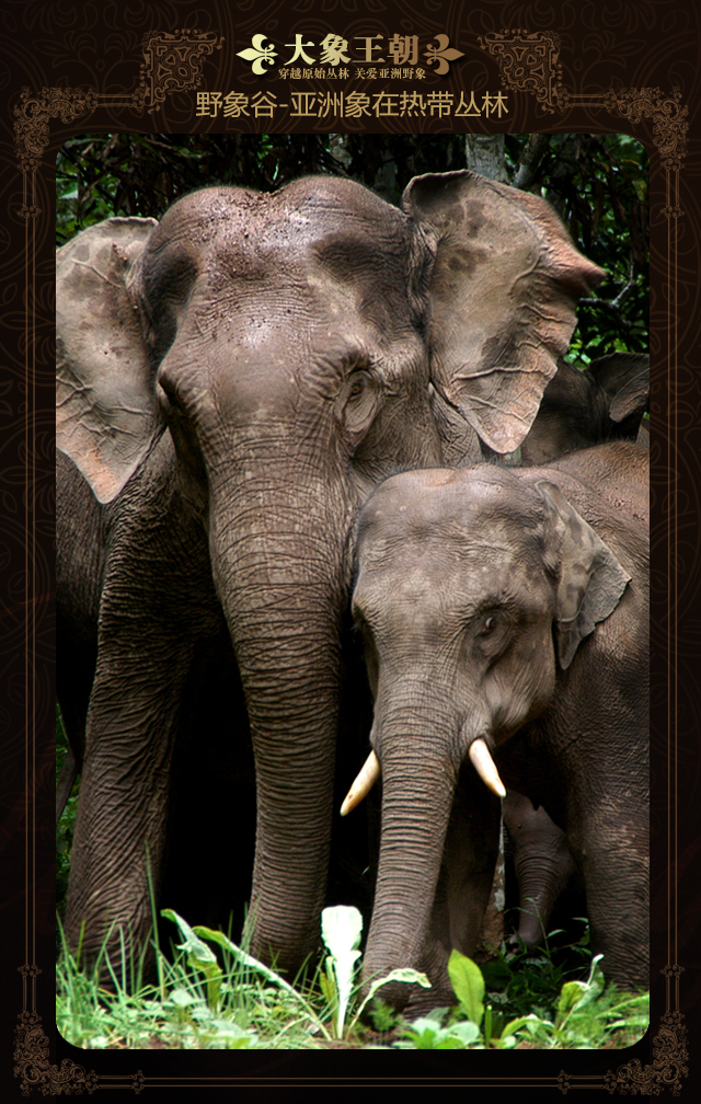 【携程攻略】北京到西双版纳旅游报价,北京到