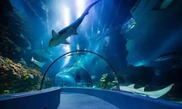【上海长风海洋世界2日夜宿】与鲨共眠