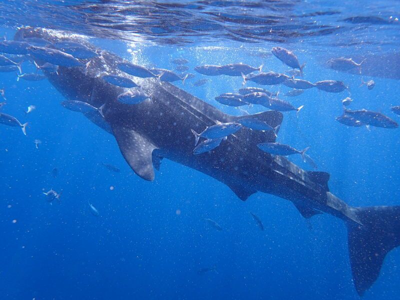 律宾杜马盖地6日4晚自由行·5J马尼拉转机 E