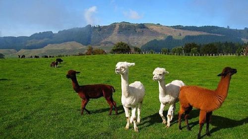 新西兰+南岛+北岛+奥克兰+基督城+皇后镇+罗