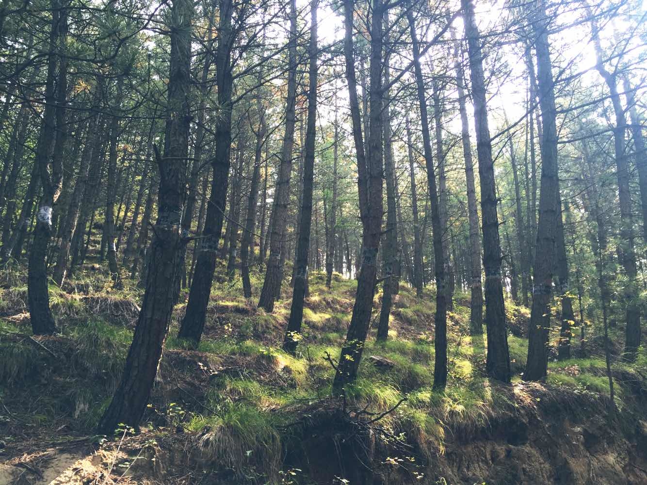 内蒙古旅游怎么样,内蒙古旅游好玩吗【携程旅